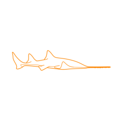 Animals Sharks Bahamas Sawshark Icon Svg Vector, Free Vectors File